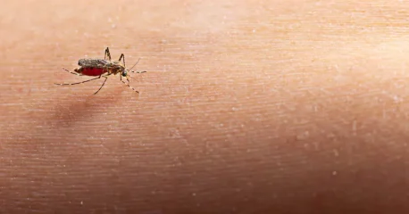 Κουνούπι | Ιός του Δυτικού Νείλου
