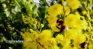 Το άρωμα από τα άνθη της γαζίας ξυπνούν μνήμες και προσελκύουν τις μέλισσες... 