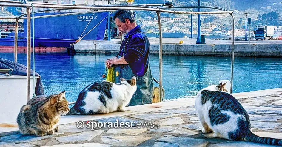 Γατίσια συντροφιά στο λιμάνι της Σκοπέλου