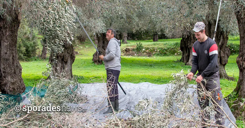 …Στης ελιάς τη σκιά, εκεί όπου η γη ανταμείβει τον μόχθο!